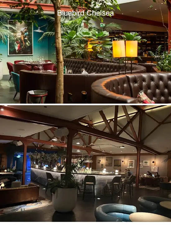 bluebird chelsea