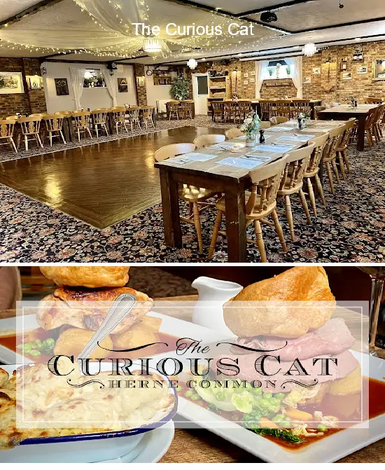 the curious cat